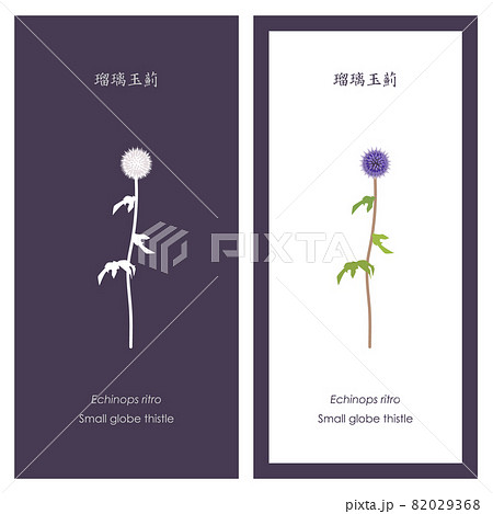 ルリタマアザミ（エキノプス）のイラストとシルエット 82029368