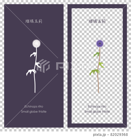 ルリタマアザミ（エキノプス）のイラストとシルエット 82029368