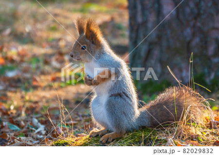 Autumn Squirrel standing on its hind legs on on green grass with fallen yellow leaves Autumn Squirrel standing on its hind legs on on green grass with fallen yellow leaves 82029832