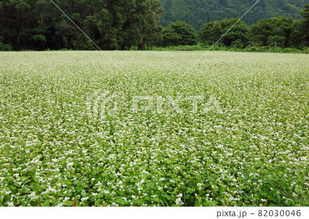 秋のソバ畑は白い小花に覆われる　福島県只見町 82030046