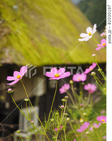 美山かやぶきの里の秋桜 82030197