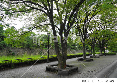 9月　千代田633ケヤキ並木･内堀通り 82030309