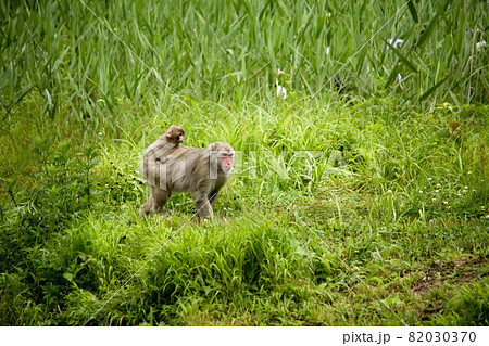 小猿を背中に乗せていつものコースを歩く親子の猿の写真素材