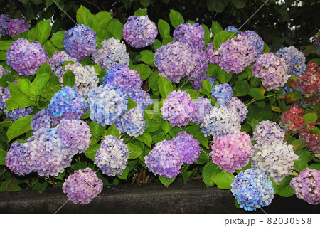 梅雨に咲く色とりどりの紫陽花の花は、、日ごとにその色を変えて鮮やかにパステル調に 梅雨に咲く色とりどりの紫陽花の花は、、日ごとにその色を変えて鮮やかにパステル調に 82030558