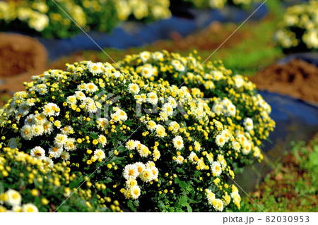秋に咲く花の代表・ザル菊 秋に咲く花の代表・ザル菊 82030953