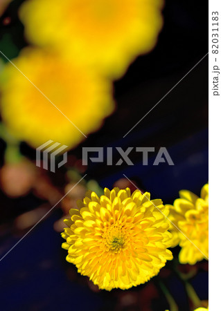 秋に咲く花の代表・ザル菊 82031183