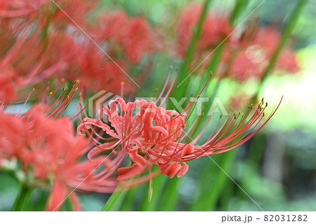 (フラワーツーリズム)ヒガンバナ (フラワーツーリズム)ヒガンバナ 82031282