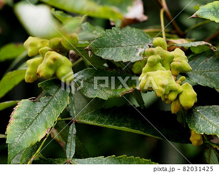 ヌルデ(白膠木)の虫こぶ ヌルデ(白膠木)の虫こぶ 82031425