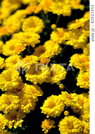 秋に咲く花の代表・ザル菊 82031455