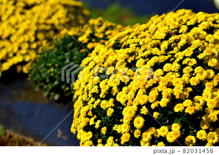 秋に咲く花の代表・ザル菊 82031456