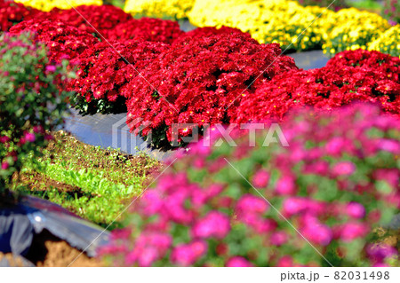 秋に咲く花の代表・ザル菊 82031498