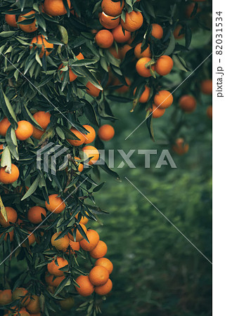 Tangerine green garden Tangerine green garden 82031534