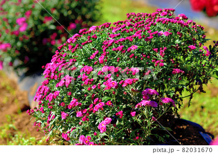 秋に咲く花の代表・菊・ザル菊 82031670