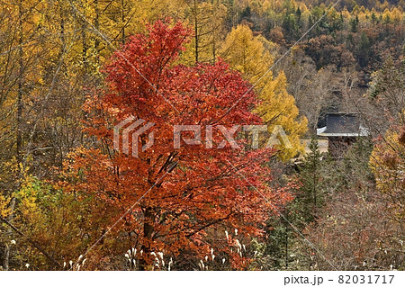 紅葉の蓼科高原横谷峡に横谷観音 82031717