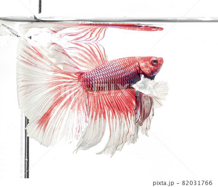 Siamese fighting fish,Betta splendens, red fish swimming in the aquarium with bubbles, White background, Halfmoon Betta,. 82031766