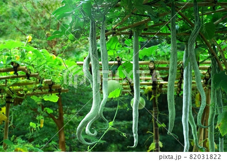 ヘビウリが棚から下がる ヘビウリが棚から下がる 82031822