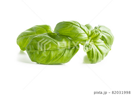 Fresh green basil leaves. Fresh green basil leaves. 82031998