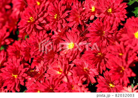 秋に咲く花の代表・ザル菊 秋に咲く花の代表・ザル菊 82032003