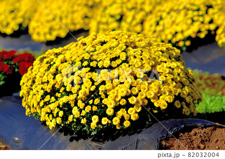 秋に咲く花の代表・ザル菊 秋に咲く花の代表・ザル菊 82032004