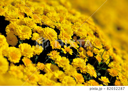 秋に咲く花の代表・ザル菊 82032287