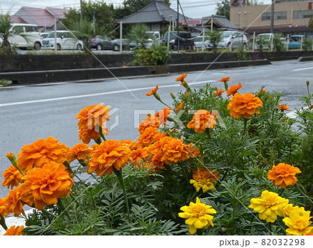 (フラワーツーリズム)車道脇の花 (フラワーツーリズム)車道脇の花 82032298