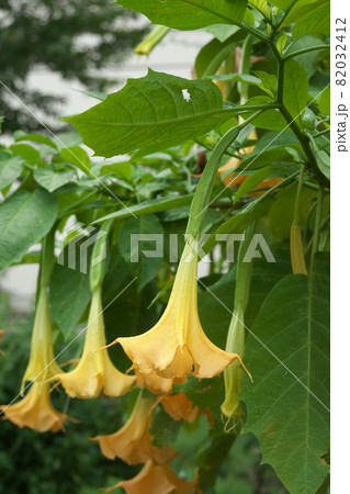 チョウセンアサガオの黄色花【緑背景】 チョウセンアサガオの黄色花【緑背景】 82032412