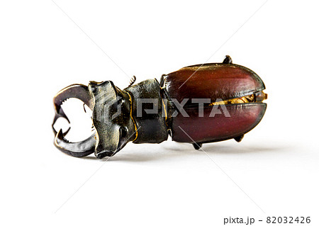 European stag beetle on white background 82032426