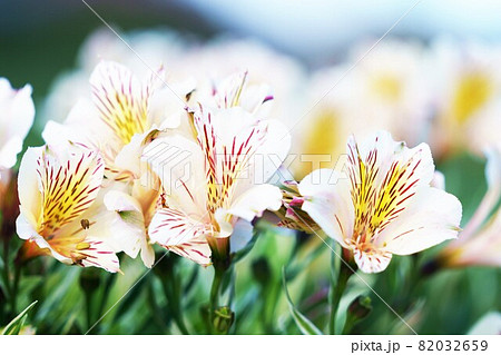 アルストロメリアの花 アルストロメリアの花 82032659