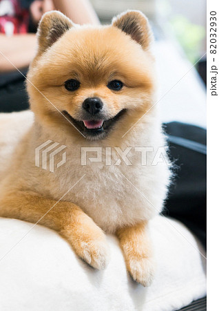 ゆかいな仲間たち ポメラニアン 豆柴カットの写真素材