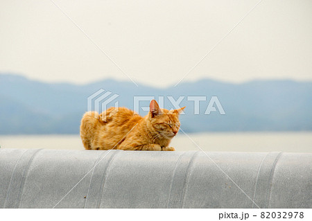 瀬戸内海の島の猫【男木島】 瀬戸内海の島の猫【男木島】 82032978