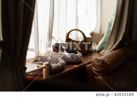 窓辺の猫 キジトラ猫 窓辺の猫 キジトラ猫 82033189