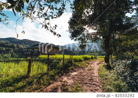 Rice fields on the mountain in the evening 82033292