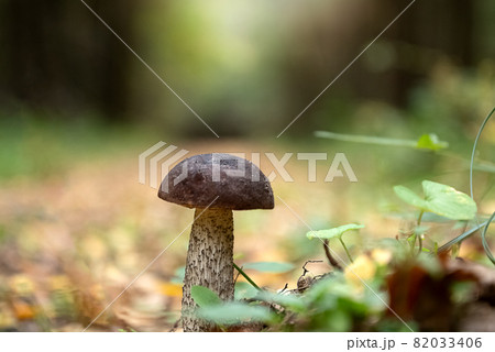 Small boletus edulis mushroom grows in autumn forest 82033406