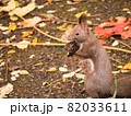 旭山記念公園のエゾリス 82033611