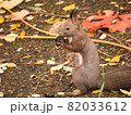 旭山記念公園のエゾリス 82033612