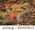 旭山記念公園のエゾリス 82033613