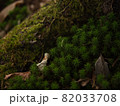 スギゴケ 82033708