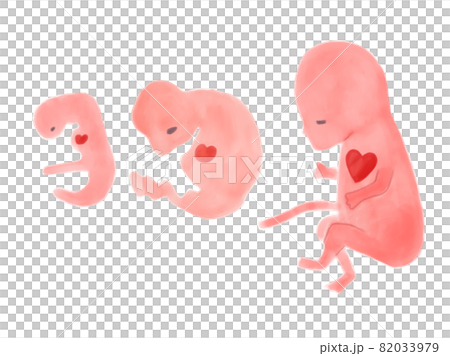 妊娠初期の赤ちゃんの成長過程の水彩イラストのイラスト素材