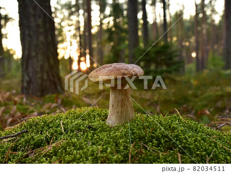 King Pine Bolete in moss at forest. White Mushroom Fungal Mycelium in wildlife.  82034511