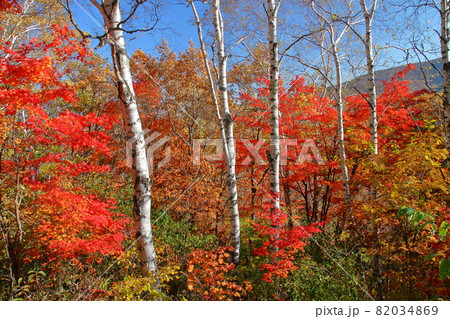 長野県南佐久郡佐久穂町 メルヘン街道沿いの八千穂高原の紅葉 長野県南佐久郡佐久穂町 メルヘン街道沿いの八千穂高原の紅葉 82034869