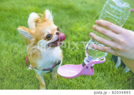 水を飲む犬　/　ペットウォーターボトル 82034893