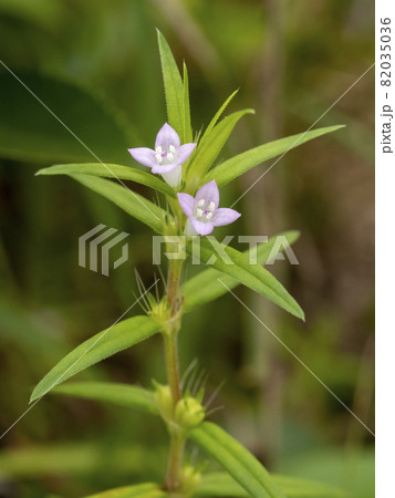 オオフタバムグラの花 82035036