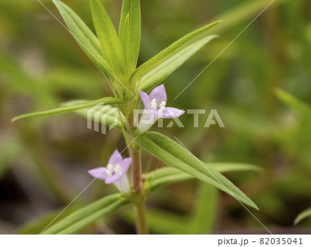 オオフタバムグラの花 82035041