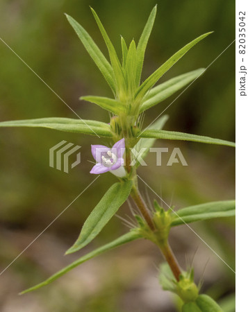 オオフタバムグラの花 82035042