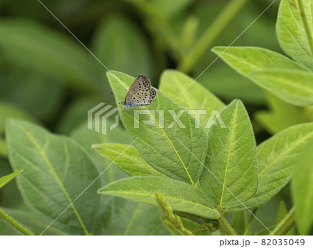 草の上に居るヤマトシジミ 草の上に居るヤマトシジミ 82035049