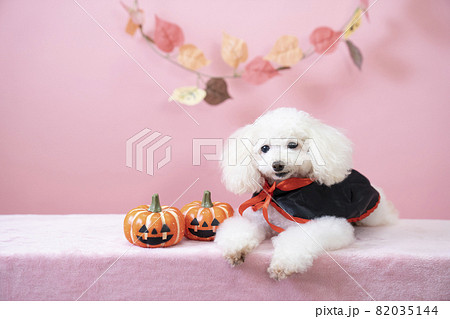 ピンクバックとカボチャとハロウィンの衣装を着たトイプードルの写真