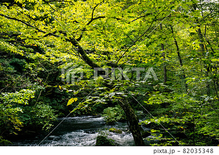 奥入瀬渓流　石ヶ戸－裸渡橋　間 82035348