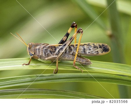 ススキの葉を食べているトノサマバッタの写真素材