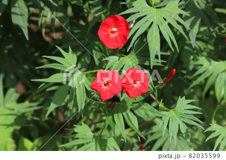 秋の庭に咲くハゴロモルコウソウの赤い花 82035599