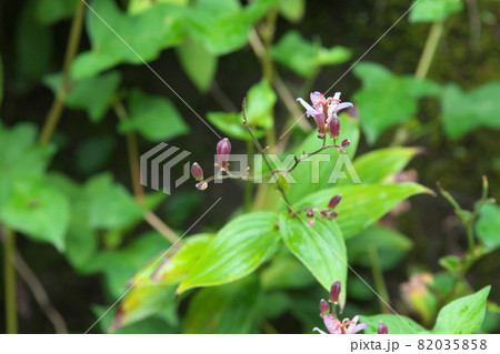 ホトトギスの花【緑背景】 82035858